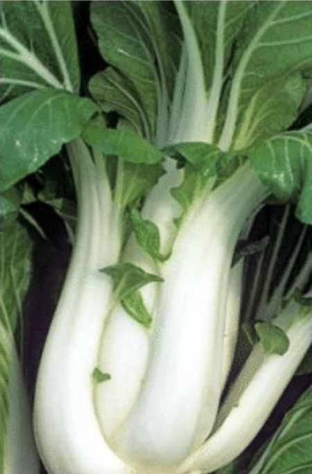 その他 choi Pak Choi (Hybrid) Joi Choi (Large With White Stem) — Fukuda Seed Store
